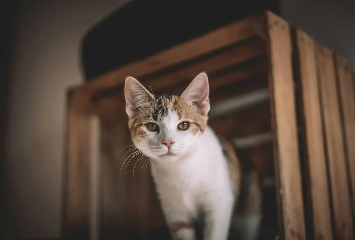 Cremación de gatos en Valparaíso y Quinta Región